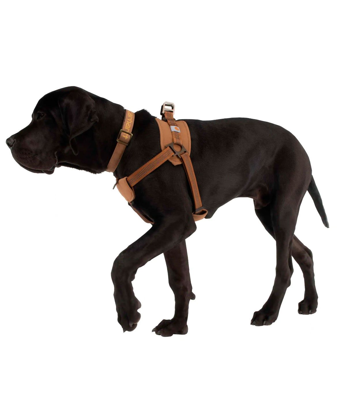 Carhartt tr&auml;ningssele, Carhartt Brown