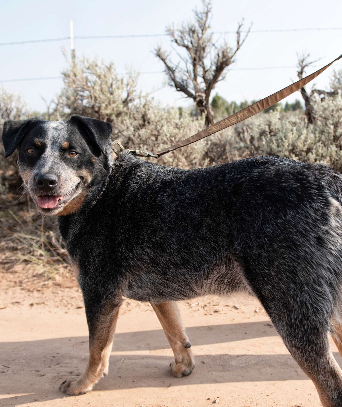 Carhartt Journeyman hundkoppel, Carhartt Brown